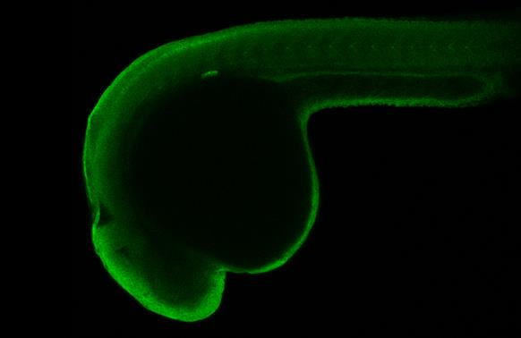 IHC - Wholemount - Anti-Insulin antibody (AB210560), expandable thumbnail