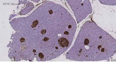 Immunohistochemistry (Formalin/PFA-fixed paraffin-embedded sections) - Anti-Insulin antibody [E2E3] (AB9569)
