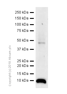 Western blot - Anti-Insulin antibody [EPR17359] (AB181547)