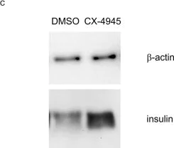 Western blot - Anti-Insulin antibody [EPR17359] (AB181547)