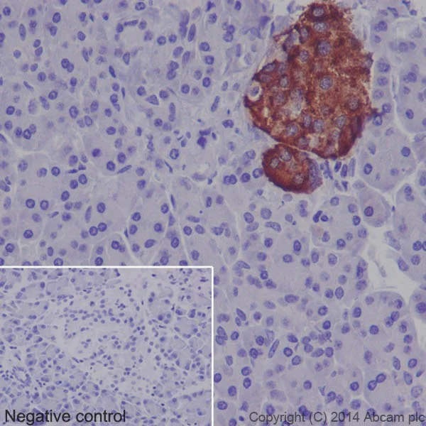 Immunohistochemistry (Formalin/PFA-fixed paraffin-embedded sections) - Anti-Insulin antibody [EPR17359] - BSA and Azide free (AB202760)