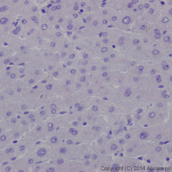Immunohistochemistry (Formalin/PFA-fixed paraffin-embedded sections) - Anti-Insulin antibody [EPR17359] - BSA and Azide free (AB202760)