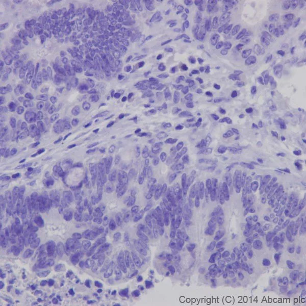 Immunohistochemistry (Formalin/PFA-fixed paraffin-embedded sections) - Anti-Insulin antibody [EPR17359] - BSA and Azide free (AB202760)