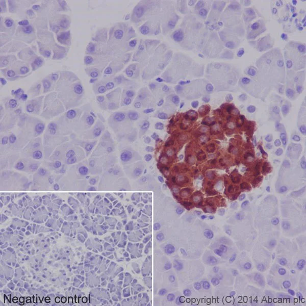 Immunohistochemistry (Formalin/PFA-fixed paraffin-embedded sections) - Anti-Insulin antibody [EPR17359] - BSA and Azide free (AB202760)