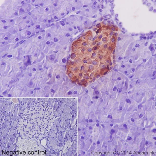 Immunohistochemistry (Formalin/PFA-fixed paraffin-embedded sections) - Anti-Insulin antibody [EPR17359] - BSA and Azide free (AB202760)