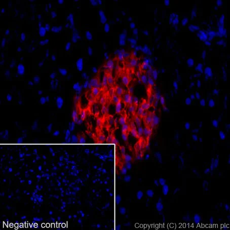 Immunohistochemistry (PFA perfusion fixed frozen sections) - Anti-Insulin antibody [EPR17359] - BSA and Azide free (AB202760)