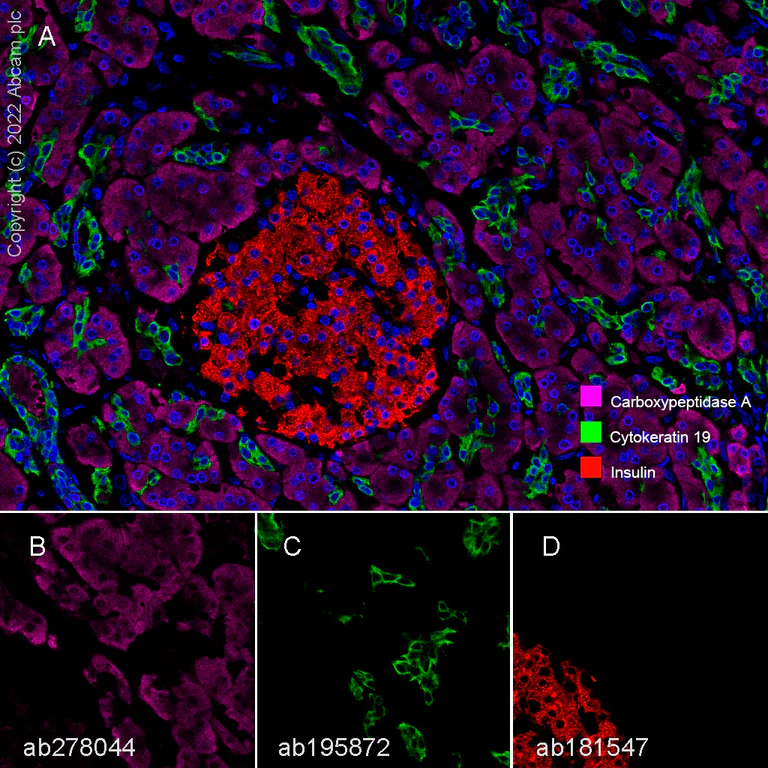 Multiplex immunohistochemistry - Anti-Insulin antibody [EPR17359] - BSA and Azide free (AB202760)