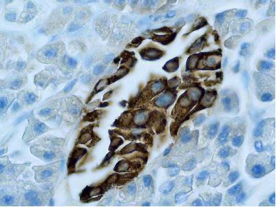Immunohistochemistry (Formalin/PFA-fixed paraffin-embedded sections) - Anti-Insulin antibody [EPR3074] (AB133281), expandable thumbnail