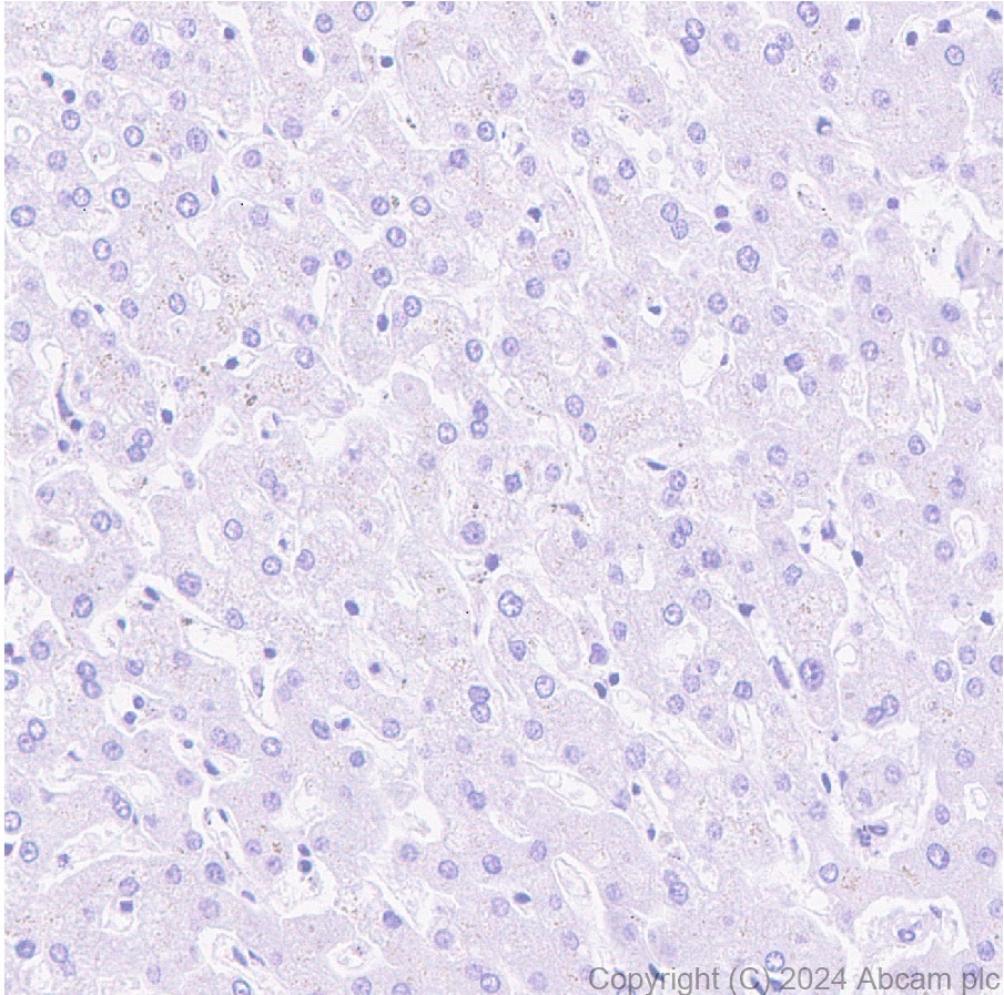 Immunohistochemistry (Formalin/PFA-fixed paraffin-embedded sections) - Anti-Insulin antibody [EPR3074] (AB133281), expandable thumbnail