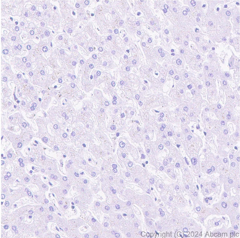 Immunohistochemistry (Formalin/PFA-fixed paraffin-embedded sections) - Anti-Insulin antibody [EPR3074] (AB133281)