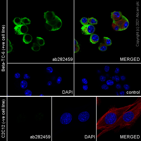 Immunocytochemistry/ Immunofluorescence - Anti-Insulin antibody [RM1019] - BSA and Azide free (AB282464), expandable thumbnail