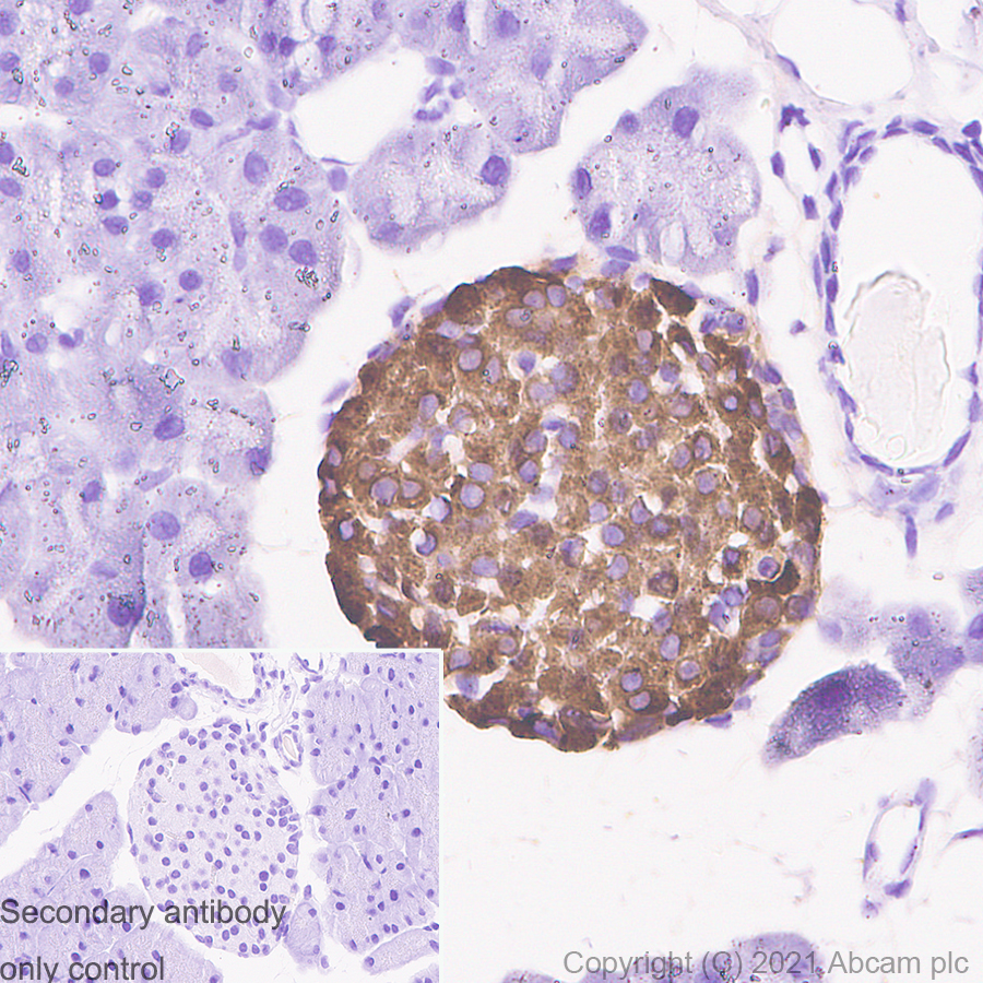 Immunohistochemistry (Formalin/PFA-fixed paraffin-embedded sections) - Anti-Insulin antibody [RM1019] - BSA and Azide free (AB282464), expandable thumbnail