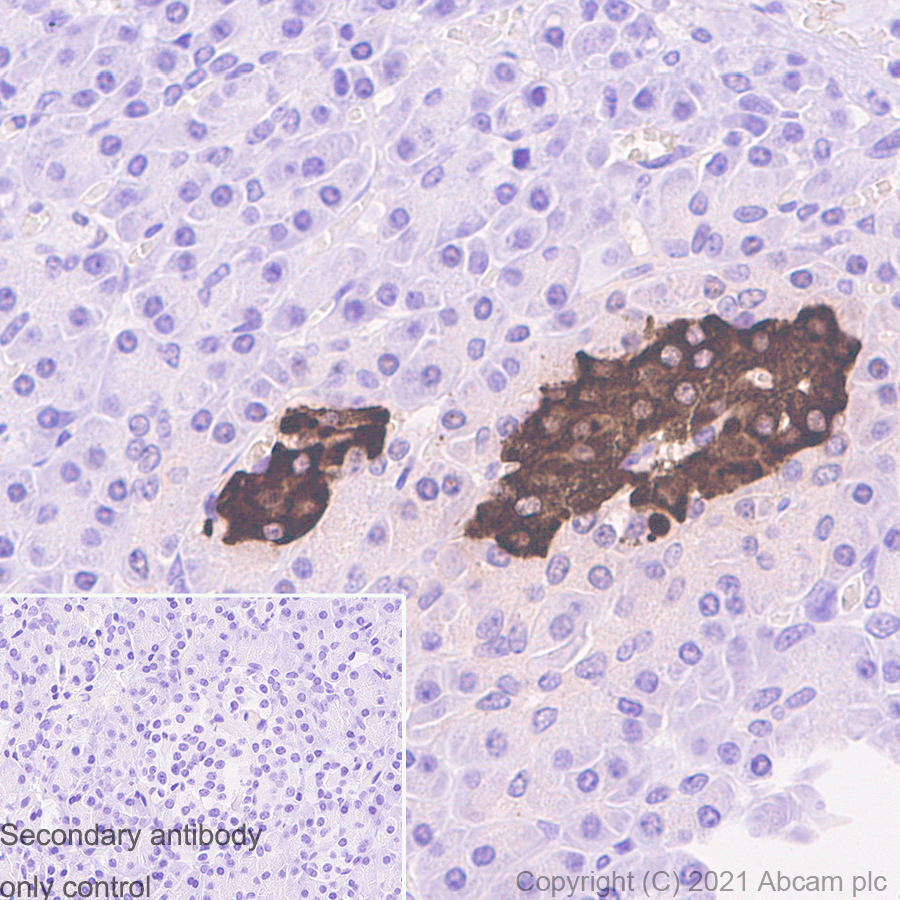 Immunohistochemistry (Formalin/PFA-fixed paraffin-embedded sections) - Anti-Insulin antibody [RM1019] - BSA and Azide free (AB282464), expandable thumbnail