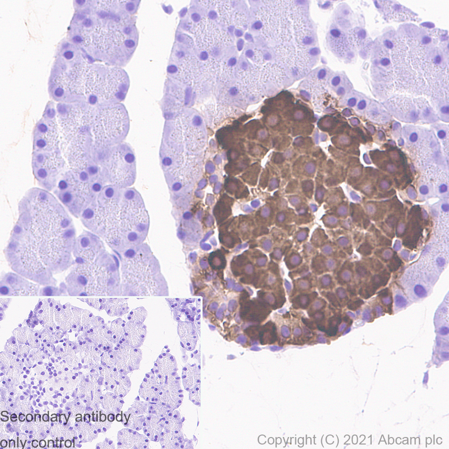 Immunohistochemistry (Formalin/PFA-fixed paraffin-embedded sections) - Anti-Insulin antibody [RM1019] - BSA and Azide free (AB282464), expandable thumbnail