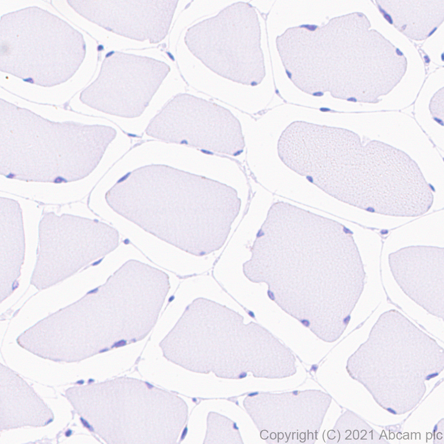Immunohistochemistry (Formalin/PFA-fixed paraffin-embedded sections) - Anti-Insulin antibody [RM1019] - BSA and Azide free (ab282464), expandable thumbnail