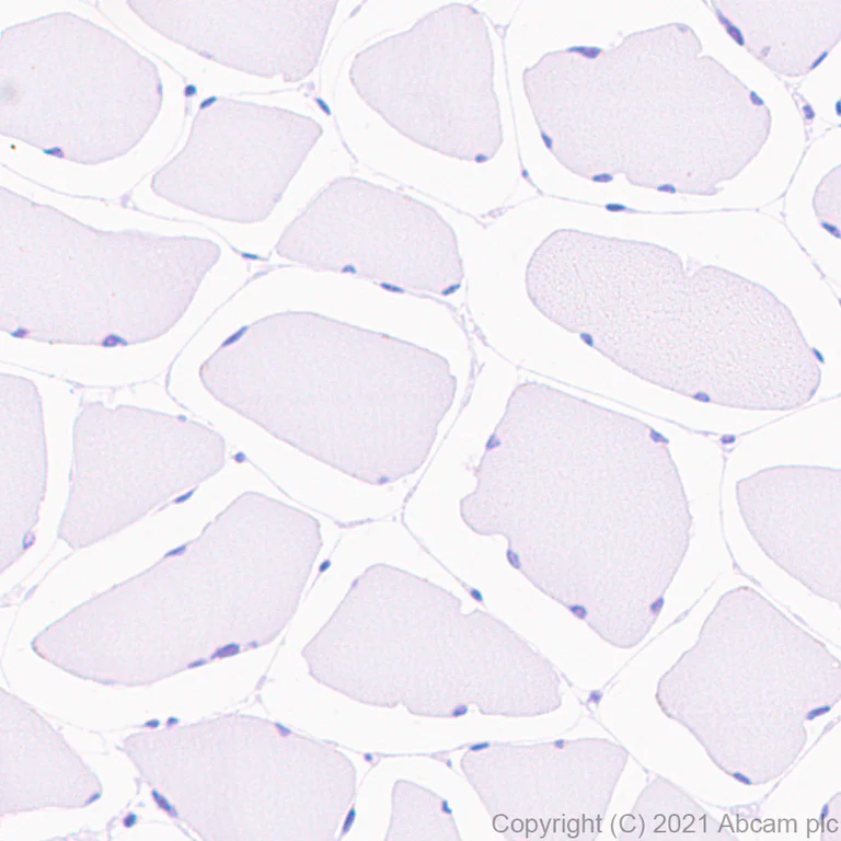 Immunohistochemistry (Formalin/PFA-fixed paraffin-embedded sections) - Anti-Insulin antibody [RM1019] - BSA and Azide free (AB282464)