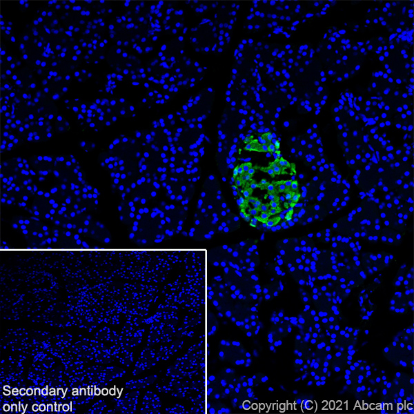 Immunohistochemistry (Frozen sections) - Anti-Insulin antibody [RM1019] - BSA and Azide free (ab282464), expandable thumbnail