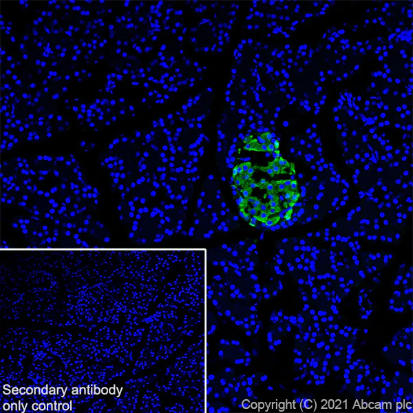 Immunohistochemistry (Frozen sections) - Anti-Insulin antibody [RM1019] - BSA and Azide free (AB282464)