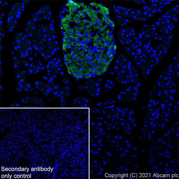Immunohistochemistry (Frozen sections) - Anti-Insulin antibody [RM1019] - BSA and Azide free (ab282464), expandable thumbnail