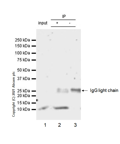 Immunoprecipitation - Anti-Insulin antibody [RM1019] - BSA and Azide free (ab282464), expandable thumbnail
