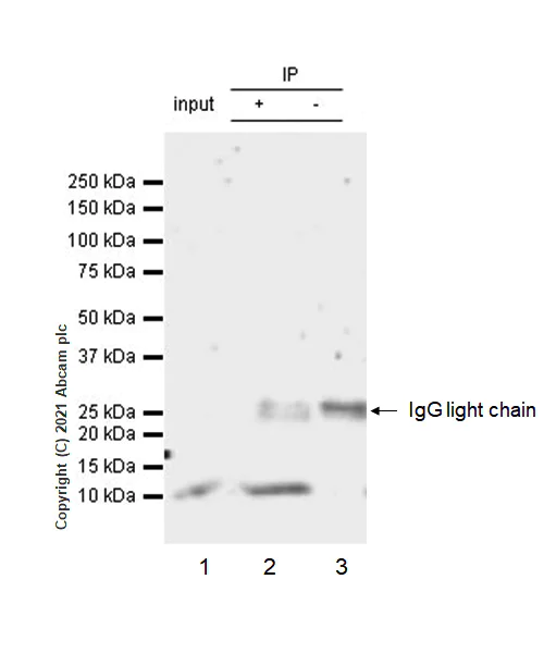 Immunoprecipitation - Anti-Insulin antibody [RM1019] - BSA and Azide free (AB282464)