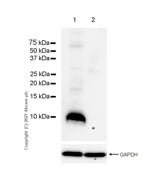 Western blot - Anti-Insulin antibody [RM1019] - BSA and Azide free (ab282464), expandable thumbnail