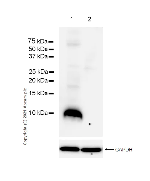 Western blot - Anti-Insulin antibody [RM1019] - BSA and Azide free (AB282464)