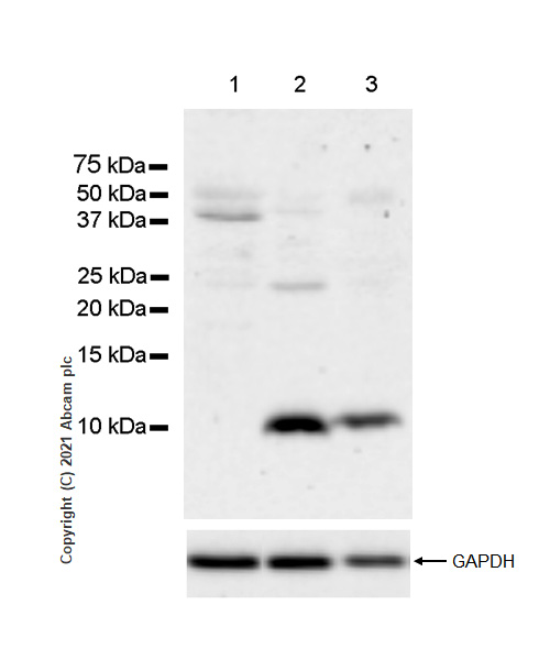 Western blot - Anti-Insulin antibody [RM1019] - BSA and Azide free (AB282464), expandable thumbnail