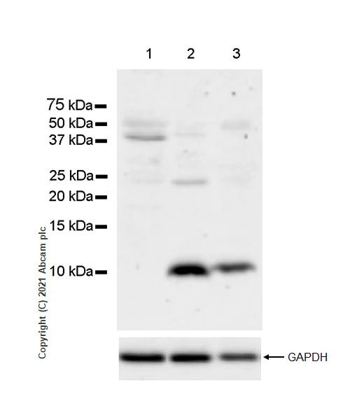 Western blot - Anti-Insulin antibody [RM1019] - BSA and Azide free (AB282464)