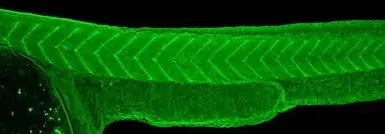 IHC - Wholemount - Anti-Insulin degrading enzyme / IDE antibody (AB228720)