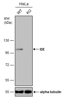 Western blot - Anti-Insulin degrading enzyme / IDE antibody (AB228720), expandable thumbnail