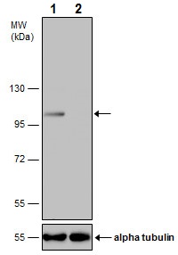 Western blot - Anti-Insulin degrading enzyme / IDE antibody (AB228720), expandable thumbnail