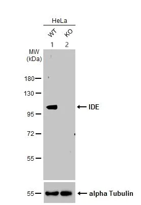 Western blot - Anti-Insulin degrading enzyme / IDE antibody (AB228720)