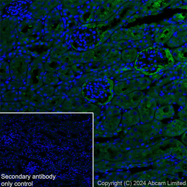 Immunohistochemistry (Frozen sections) - Anti-Insulin degrading enzyme / IDE antibody [EPR6098(2)] - BSA and Azide free (AB233020)