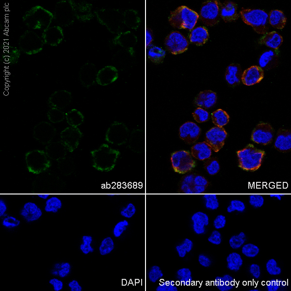 Immunocytochemistry/ Immunofluorescence - Anti-Insulin Receptor alpha antibody [EPR23962-157] - BSA and Azide free (ab283717), expandable thumbnail