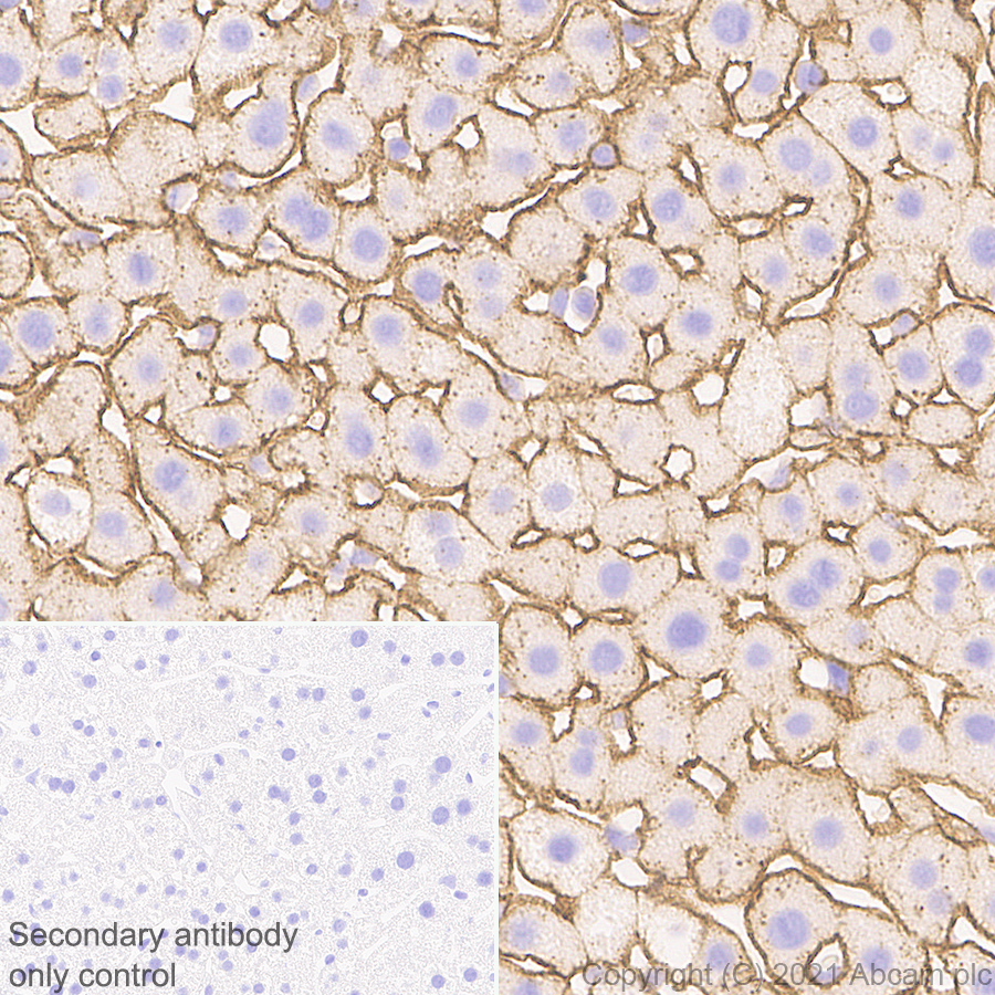 Immunohistochemistry (Formalin/PFA-fixed paraffin-embedded sections) - Anti-Insulin Receptor alpha antibody [EPR23962-157] - BSA and Azide free (ab283717), expandable thumbnail