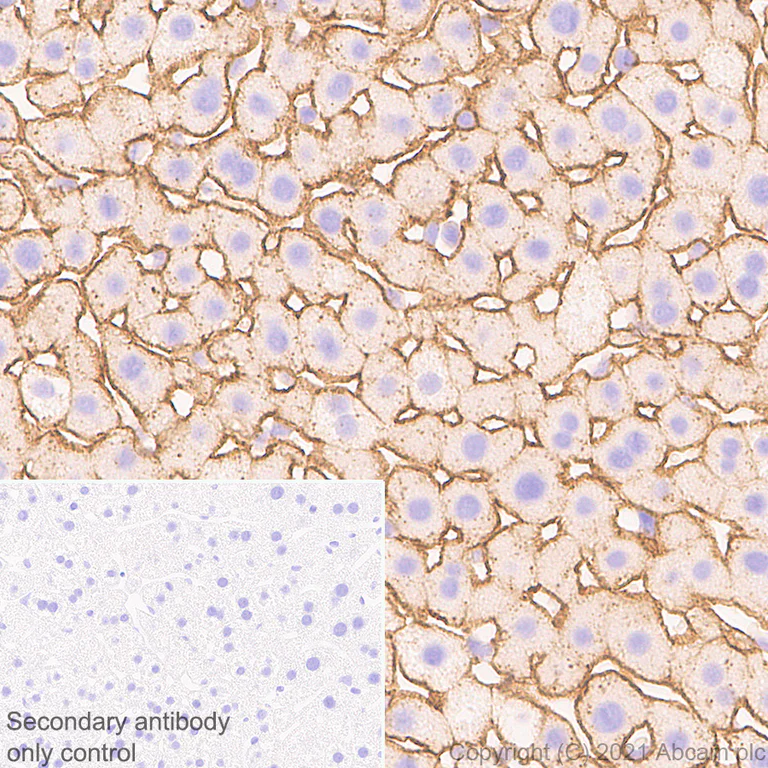 Immunohistochemistry (Formalin/PFA-fixed paraffin-embedded sections) - Anti-Insulin Receptor alpha antibody [EPR23962-157] - BSA and Azide free (AB283717)