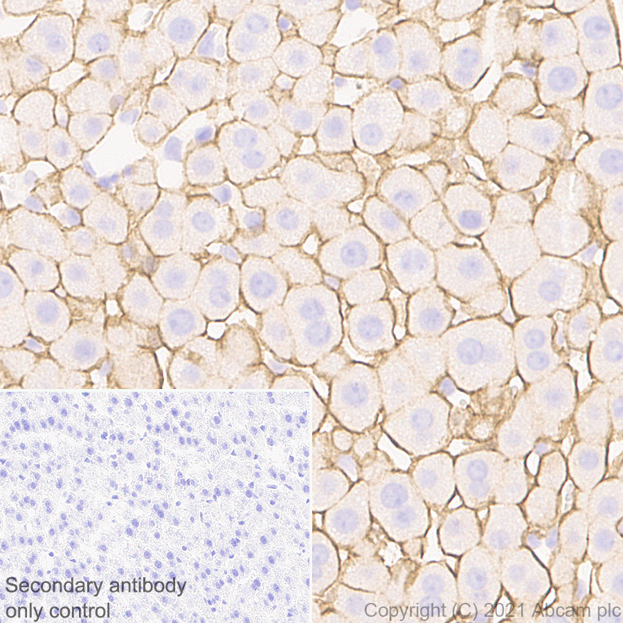 Immunohistochemistry (Formalin/PFA-fixed paraffin-embedded sections) - Anti-Insulin Receptor alpha antibody [EPR23962-157] - BSA and Azide free (ab283717), expandable thumbnail