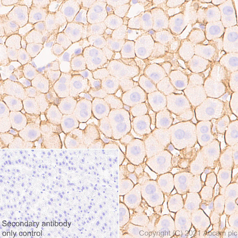Immunohistochemistry (Formalin/PFA-fixed paraffin-embedded sections) - Anti-Insulin Receptor alpha antibody [EPR23962-157] - BSA and Azide free (AB283717)