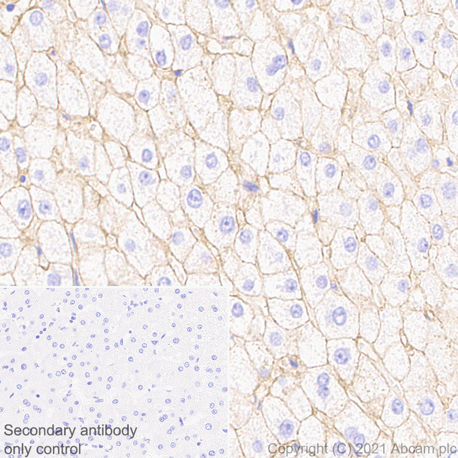 Immunohistochemistry (Formalin/PFA-fixed paraffin-embedded sections) - Anti-Insulin Receptor alpha antibody [EPR23962-157] - BSA and Azide free (AB283717), expandable thumbnail