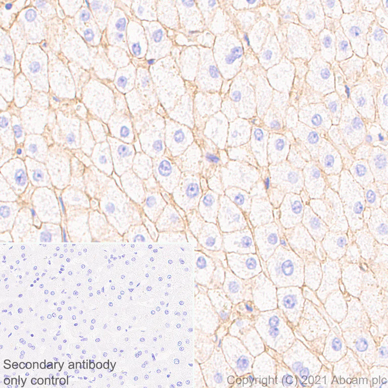 Immunohistochemistry (Formalin/PFA-fixed paraffin-embedded sections) - Anti-Insulin Receptor alpha antibody [EPR23962-157] - BSA and Azide free (AB283717)