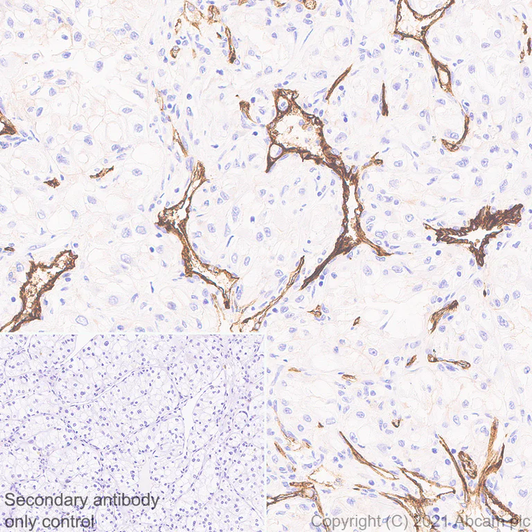 Immunohistochemistry (Formalin/PFA-fixed paraffin-embedded sections) - Anti-Insulin Receptor alpha antibody [EPR23962-157] - BSA and Azide free (AB283717)