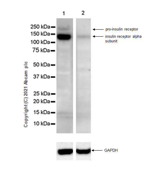 Western blot - Anti-Insulin Receptor alpha antibody [EPR23962-157] - BSA and Azide free (AB283717), expandable thumbnail