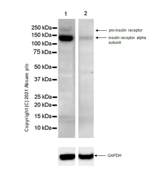Western blot - Anti-Insulin Receptor alpha antibody [EPR23962-157] - BSA and Azide free (AB283717)