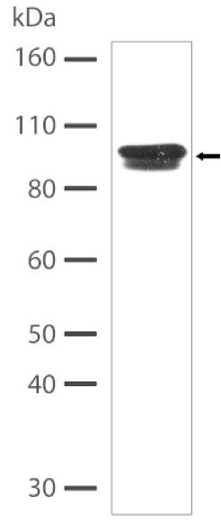 Western blot - Anti-Insulin Receptor antibody [6H23L15] - C-terminal (AB200479), expandable thumbnail