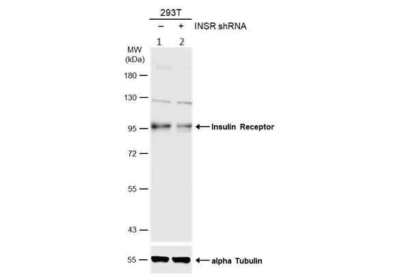 Western blot - Anti-Insulin Receptor antibody (AB137747)
