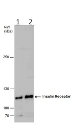 Western blot - Anti-Insulin Receptor antibody (AB137747)
