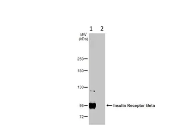 Western blot - Anti-Insulin Receptor antibody (AB137747)