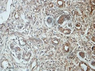 Immunohistochemistry (Formalin/PFA-fixed paraffin-embedded sections) - Anti-Insulin Receptor antibody (AB206849)