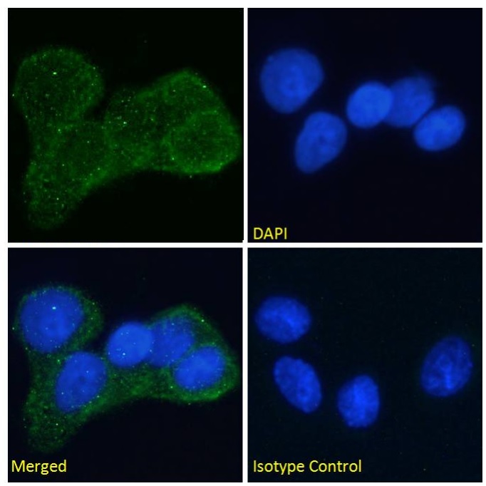 Immunocytochemistry/ Immunofluorescence - Anti-Insulin Receptor antibody [Fab 83-7] (AB245688)